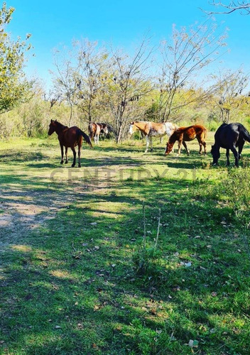 Campo Ganadero En Carcaraña. Con Quincho Y Casa