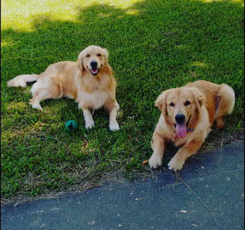 Imagen 3 de 10 de Cachorros Golden Retriever Cali Medellin Bogota