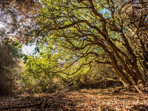 Imagen 4 de 9 de Venta De Sitios A 12 Km De Maitencillo, 1 Ha, Desde Uf 1.350