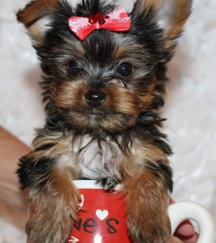 Hermosos Miniatura Yorkshire Terrier