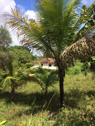 Ótimo Sítio 2,5hec Sendo 1,5hec Vargem, Próx Tejucupapo, Aceito Carro, Ótima Localização - Ch00011 - 67720333