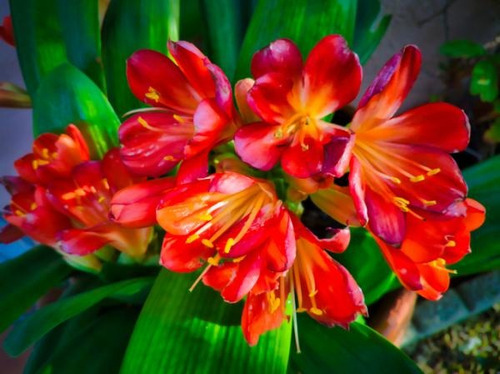 Clivia  Roja Rápido Crecimiento 