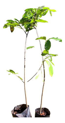 Planta Guanabano Graviola 3 Años, 130 Cm Envios