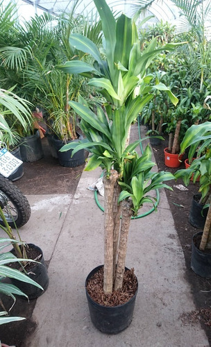 Imagen 2 de 2 de Planta Palo De Agua, Dracena Fragans, Ideal Living 1.50mts