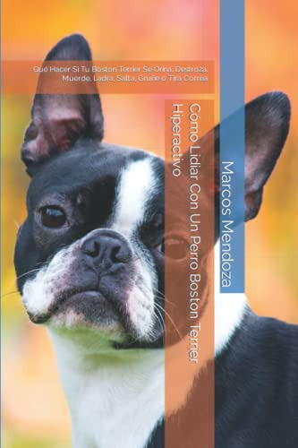 Como Lidiar Con Un Perro Boston Terrier Hiperactivo: Que Hac