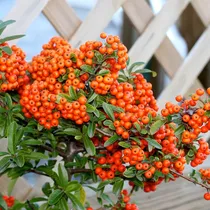 Comprar Yegaol Semillas De Coccinea De Pyracantha Fruta Y Bayas De E
