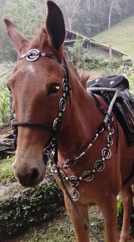 Traia de cavalo/ traia de frente/ conjunto para cavalo