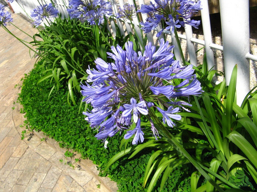 Agapanthus Africanus - Semillas