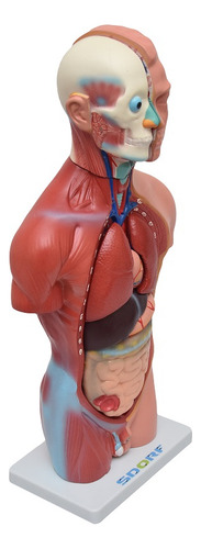 Esqueleto 85 Cm Com Torso Masculino De 42cm Em 13 Partes