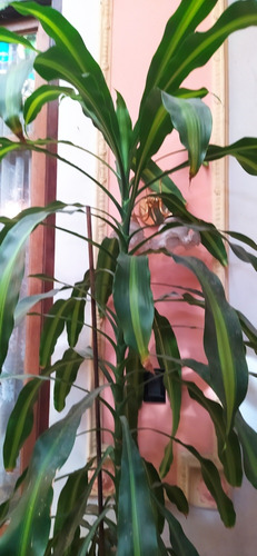 Planta Enorme De Interior