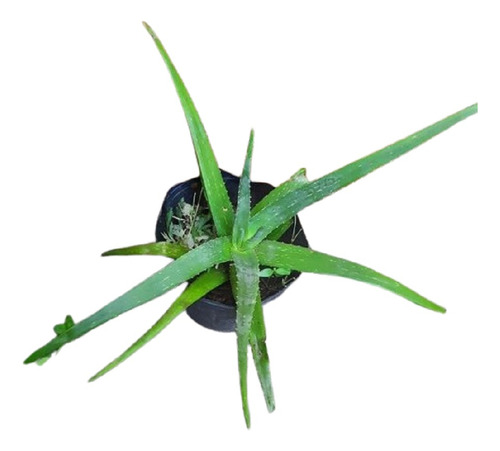 Aloe Vera Barbadensis Miller Vivero Cielo Verde Orgánico