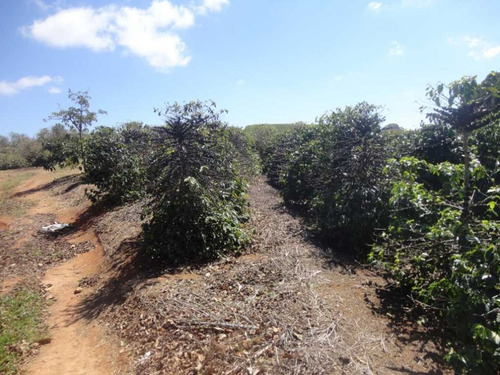 Imagem 15 de 30 de Fazenda De Café Em Monte Sião-mg - 7676