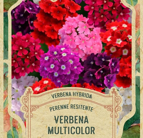 Pack Verbena Multicolor Perenne Resistente X 30 Semillas