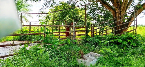 Imagen 16 de 17 de Finca En Cojedes En Venta, Berenice Martinez 04244041893 Cl-bm491