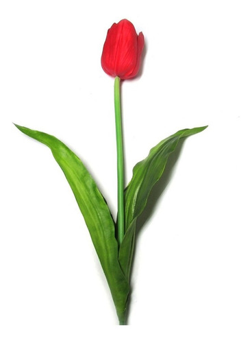 20  Sementes Tulipa Vermelha Na Promoção