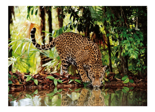 Jaguar Animales Jungla 2000 Piezas Rompecabezas Clementoni
