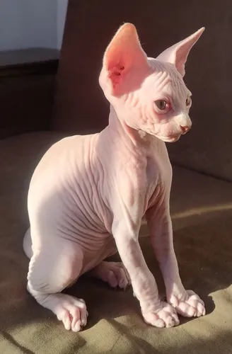 Gatos Esfinge Sphynx Medellín Raza Pura