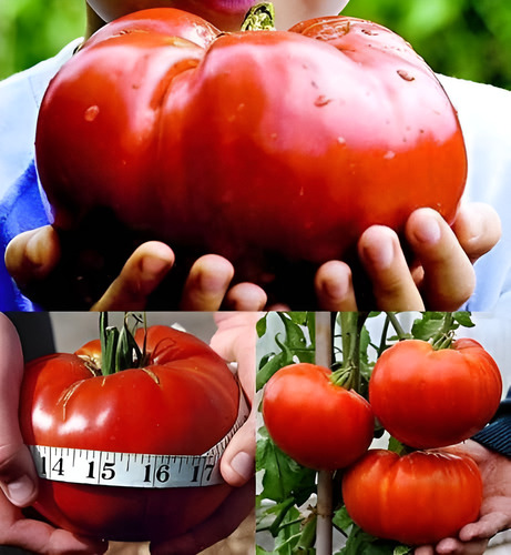Semillas De Tomate Gigante Red Delicious - Record Mundial!!