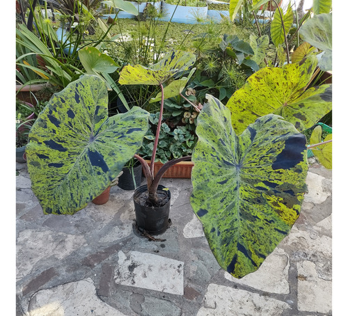 Colocasia Mojito