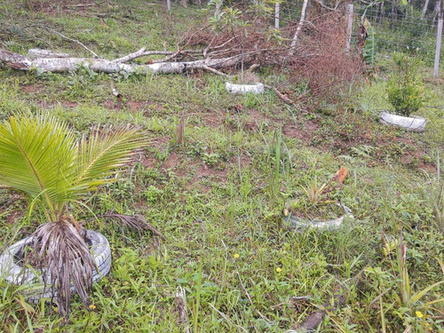 Imagem 2 de 14 de Chácara 4.000 M² / Plantações E Árvores Frutiferas / 4 Km Br