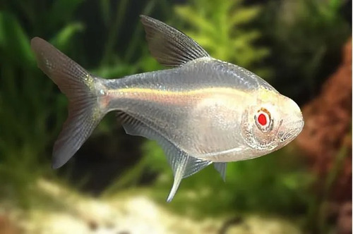 Pct. C/ 5 Peixes Tetra Limão Albino -aquário- Água Doce 