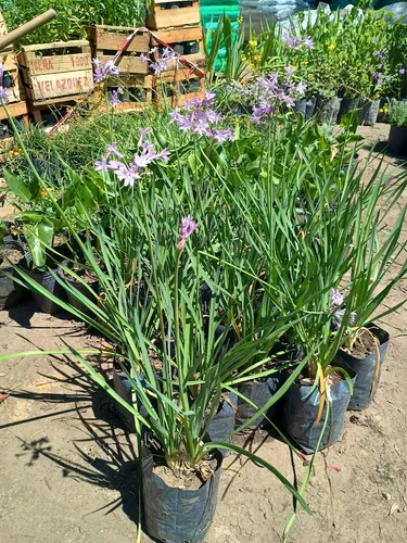 Tulbaghia Violacea, Ajo De Jardin E03