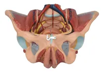 Comprar Zeigen Modelo Anatómico De Pelvis Femenina Con Órganos 