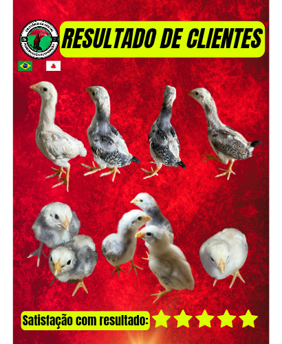 8 Ovos Galados De Galo Mura Apurados - Genética De Ponta