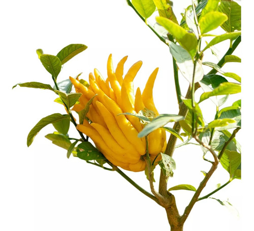 Planta De Limón Mano De Buda - Frutal Cítrico Exótico!!!