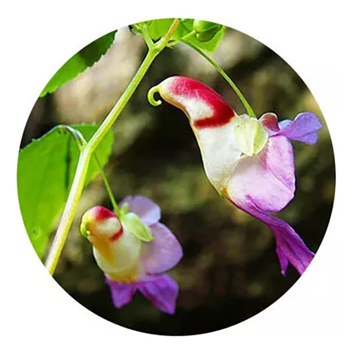 Semillas De Orquidea Loro Parrot X30 Semillas