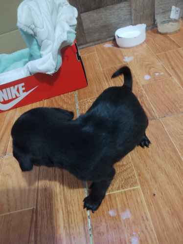 Imagen 6 de 6 de Pug Hembra