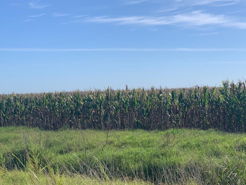 Imagen 1 de 6 de Vendo Campo 30ha/ Bermúdez (pdo. De Lincoln)