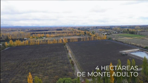 Finca Premium De Ciruelas Dagen Con Infraestructura De Alta Tecnología Cuadro Benegas San Rafael