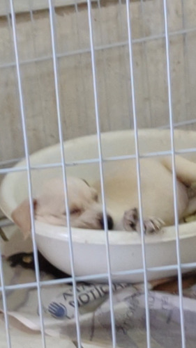 Imagem 2 de 3 de Filhote De Labrador