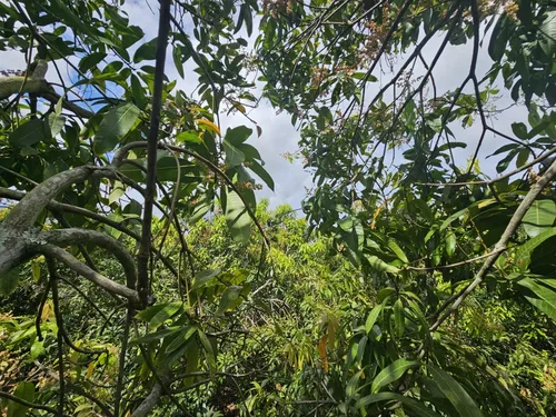 Oportunidad De Inversión Se Vende Finca En El Espinal,tolima