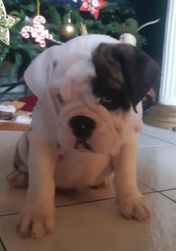 Imagen 3 de 5 de Cachorra Bulldog Ingles Con Certificado De Registro Fcv