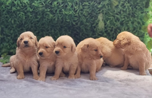 Cachorros Golden Retriever 