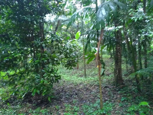 Chácara Com 2 Casas À Venda, 3000 M² Por R$ 210.000