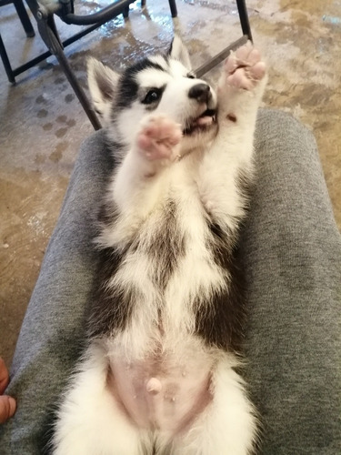 Hermosos Huskys Siberianos 