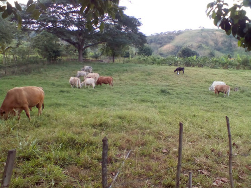 Se Vende Granja En El Estado Carabobo Ve02-1321carab-mtru