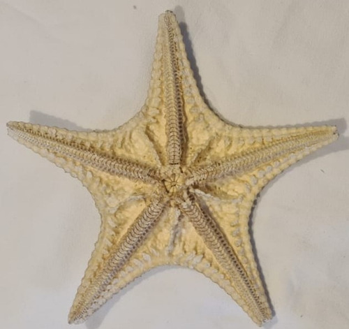 Estrella De Mar Decoración