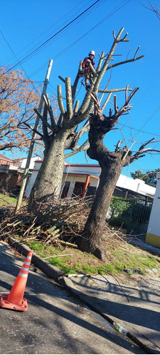 Poda De Arboles Tala Extracciones Palmera Whatsap 1528694955