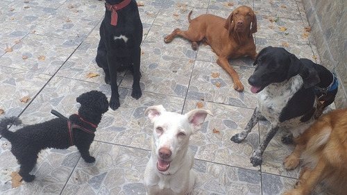 Imagen 5 de 5 de Guarderia Canina En Villa Urquiza