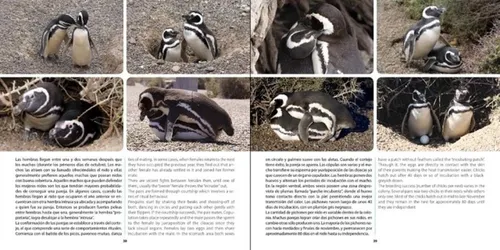 Bertellotti Pingüino De Magallanes Embajador De La Patagonia