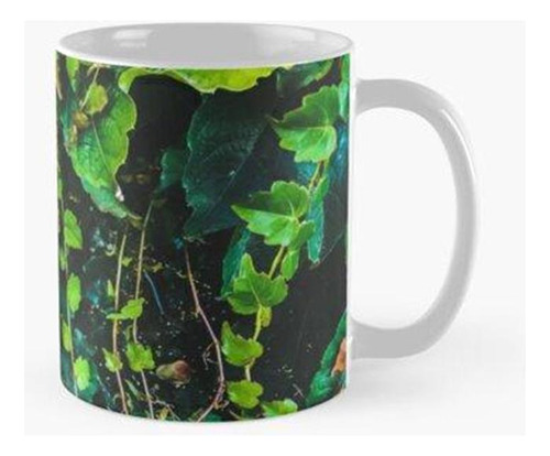 Taza X4 Closeup Hiedra Verde Deja Fondo De Textura De Jardín