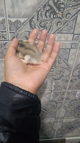 Hamster Anão Russo, Cores Diversas Preço Por Tempo Limitado