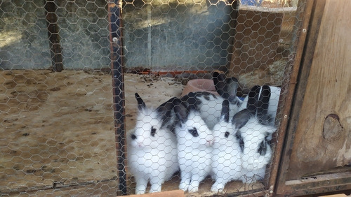 Imagem 1 de 1 de Vendo Coelhos