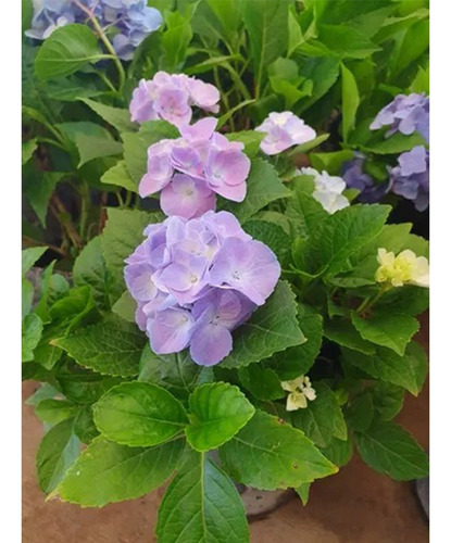 Planta Planta Hortensia Mitos