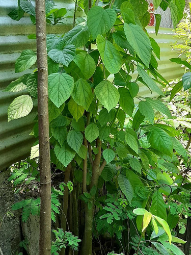 Imagen 2 de 4 de Planta De Ortiga