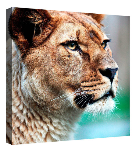 Cuadro Decorativo Canvas Moderno Felinos Salvajes Tigres Color Felinos Salvajes Tigres 6 Armazón Natural